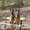 nos malinois font une pause