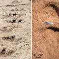 Des empreintes de dinosaures sur la péninsule Arabique