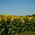 Champs de Tournesol