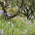 iris et oliviers