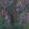 Cueillette de mûres façon renard !