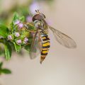 La mouche du mois de mai