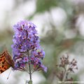 Le Robert-le-Diable (Polygonia c-album)