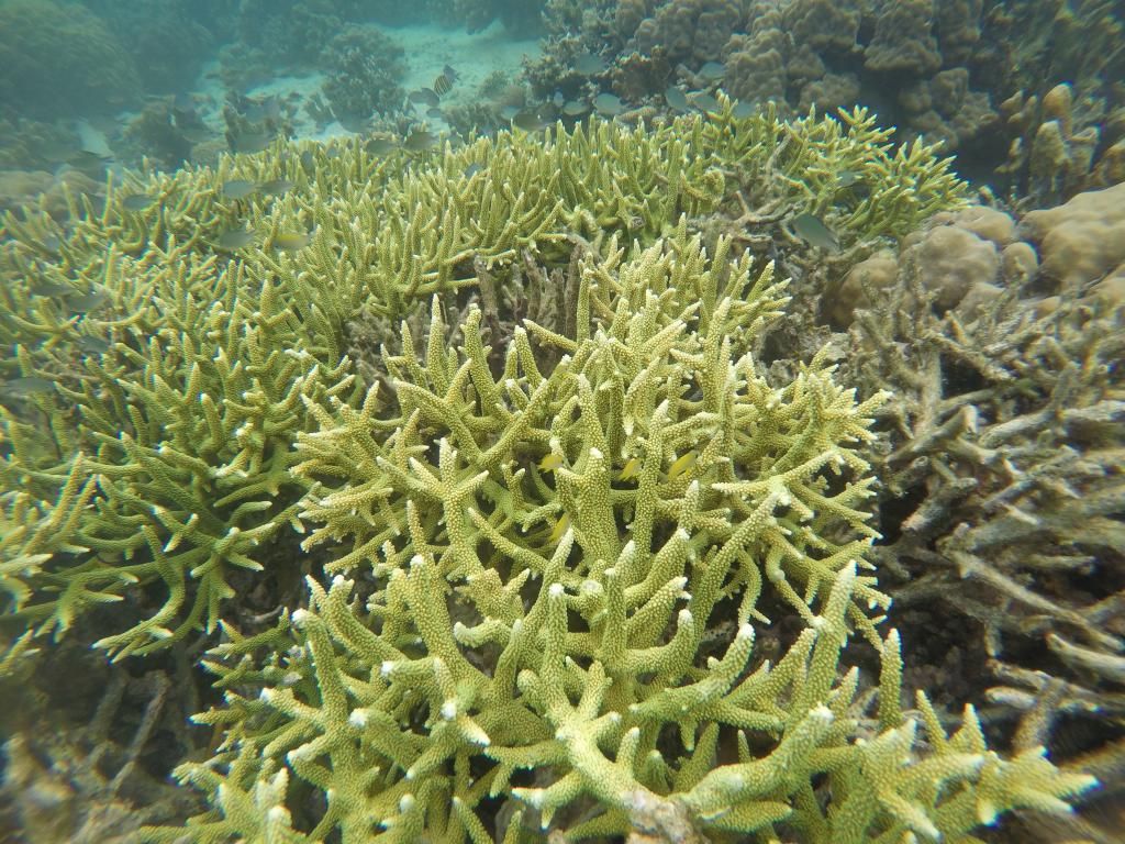 GOPR0910