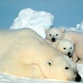 L' ours Blanc 