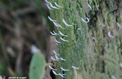 Ces champignons vivent en symbiose avec une algue verte