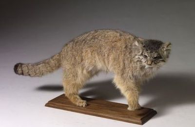 Chat Manul, otocolobus manul