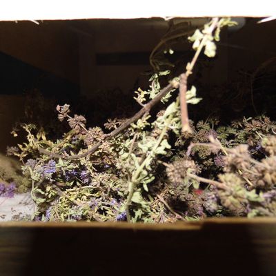 les aromatiques en mode séchage ...