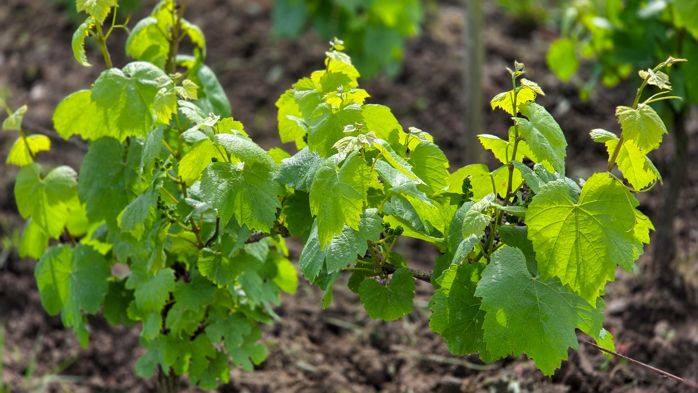 Les Vins de Val de Loire