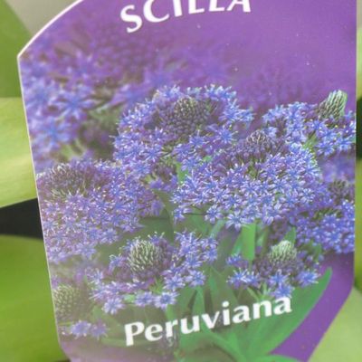 Une petite nouvelle au jardin