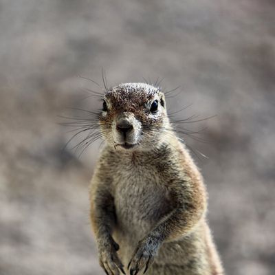 J12 : Etosha, vers Halali