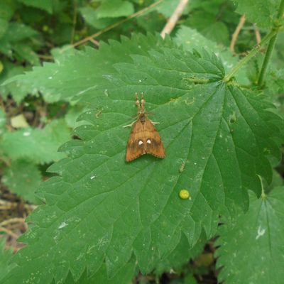 L'Étoilée (Orgyia antiqua)