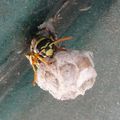 QUIZ : Vespula Germanica... l'invasion commence ! 