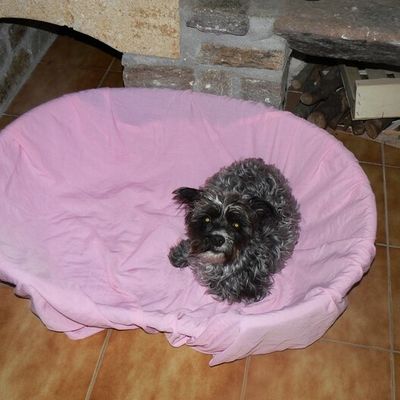 Kaila - Petite chienne à adopter (34)