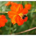 Le bourdon sur le cosmos, souvenir de l'été déjà lointain.