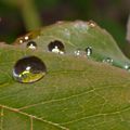 Après la pluie ...