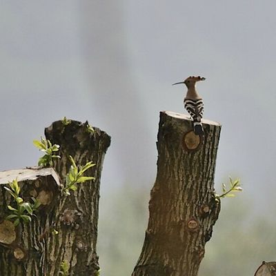 Taille très (trop) sévère des Saules,