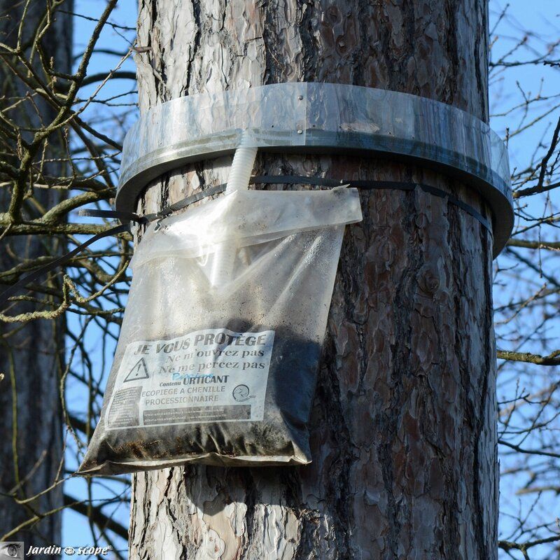 Éco-pièges contre les chenilles processionnaires