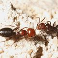 Crematogaster scutellaris