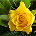 rose jaune