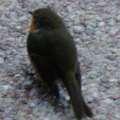 Rouge gorge en terrasse