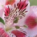 Alstroemeria rose ... 