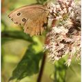Le grand nègre des bois : Minois dryas