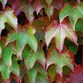 PARTHENOCISSUS tricuspidata