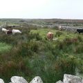 Irlande/Connaught - Retour dans le Connemara
