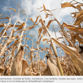 Réchauffement climatique