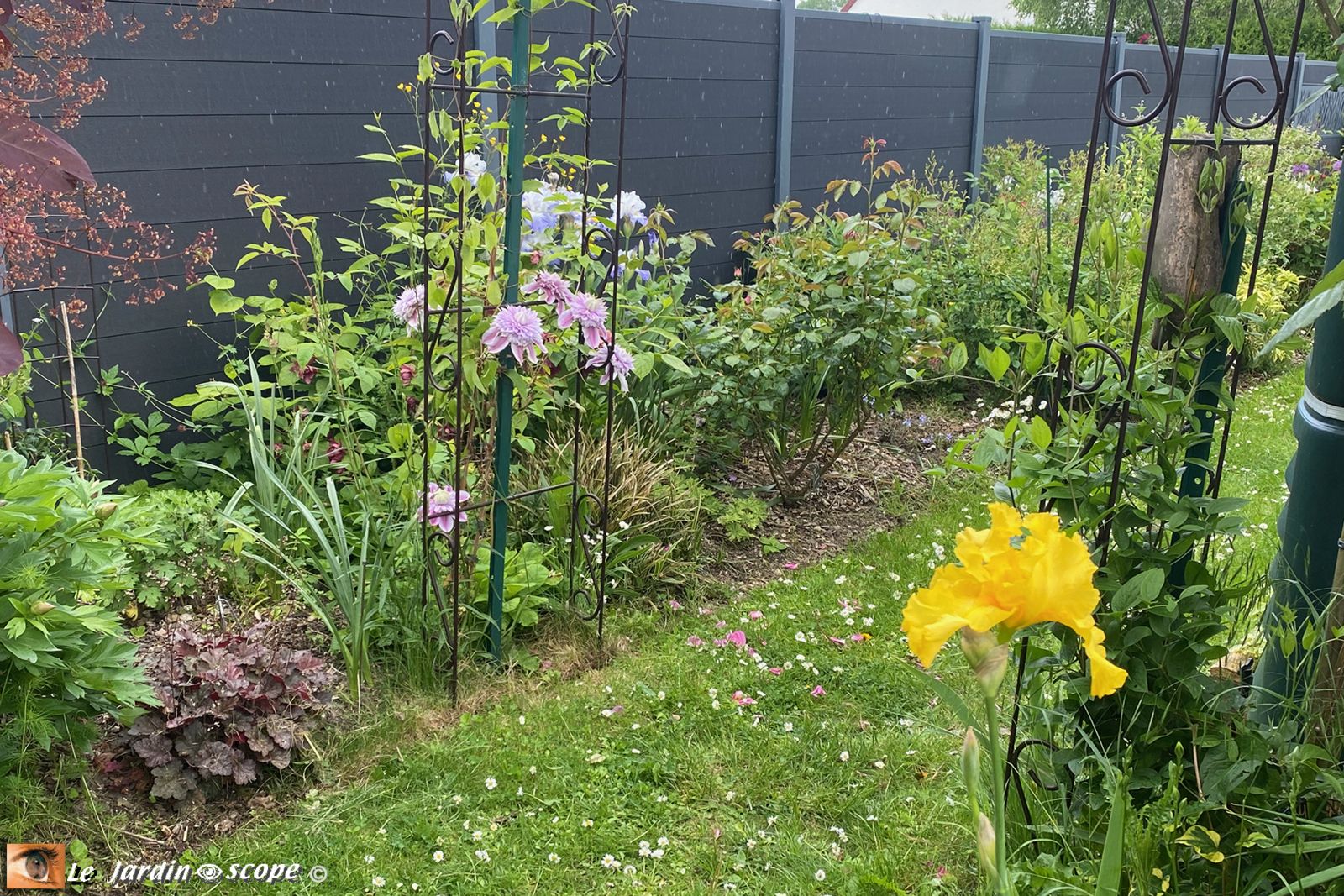Mixed-border Nelly