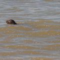 Phoque en baie de Somme