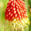 Kniphofia et Prothéa au jardin