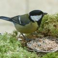 MÉSANGE CHARBONNIÈRE