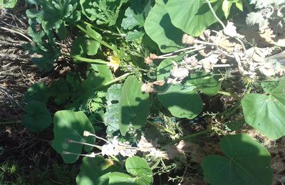 Potager sur compost et secheresse