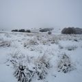 Aubrac - 1300 m d'altitude