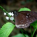 Euploea modesta