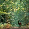 Courir 2 lièvres à la fois