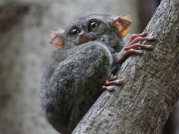 Voyage en Sulawesi - Visite du parc national de Tangkoko