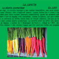 la carotte, en 1393