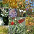 l'automne dans mon jardin....