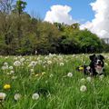 A day out in Slane