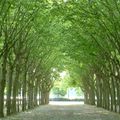  Arbres de Garonne