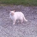 chat trouvé sur les hauts d'Arès fin février