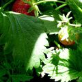 Première fraise du balcon!