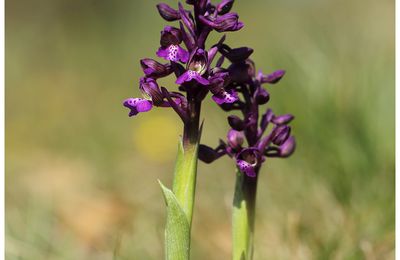 Quelques orchidées de fin mars 25