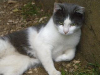 -----Le chat de la semaine !-----