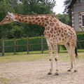  girafle au zoo de jurques en calvados