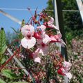 Nouveautés florales