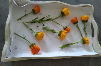 Focus sur les fleurs de souci : Calendula